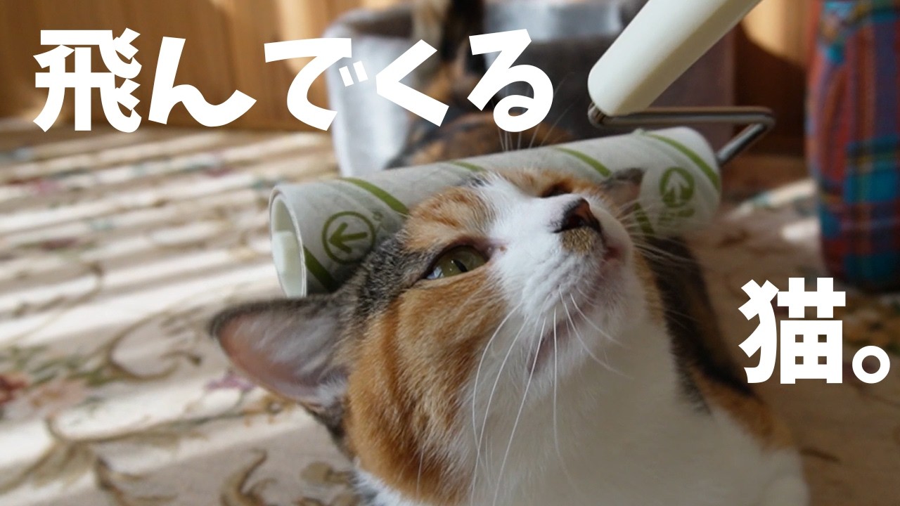 飛んでくる猫。