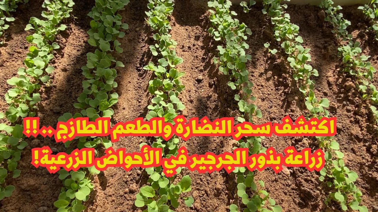 استكشف سر نجاح زراعة بذور الجرجير في الأحواض الزرعية I اكتشف الطريقة السحرية لنباتات صحية وطازجة !