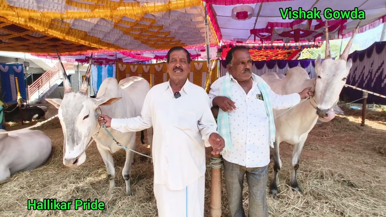 ಹಳ್ಳಿಕಾರ್ ಎತ್ತುಗಳು | #topquality #hallikar #mandya #desicow #costlycow #hallikarmaadhyama #cow