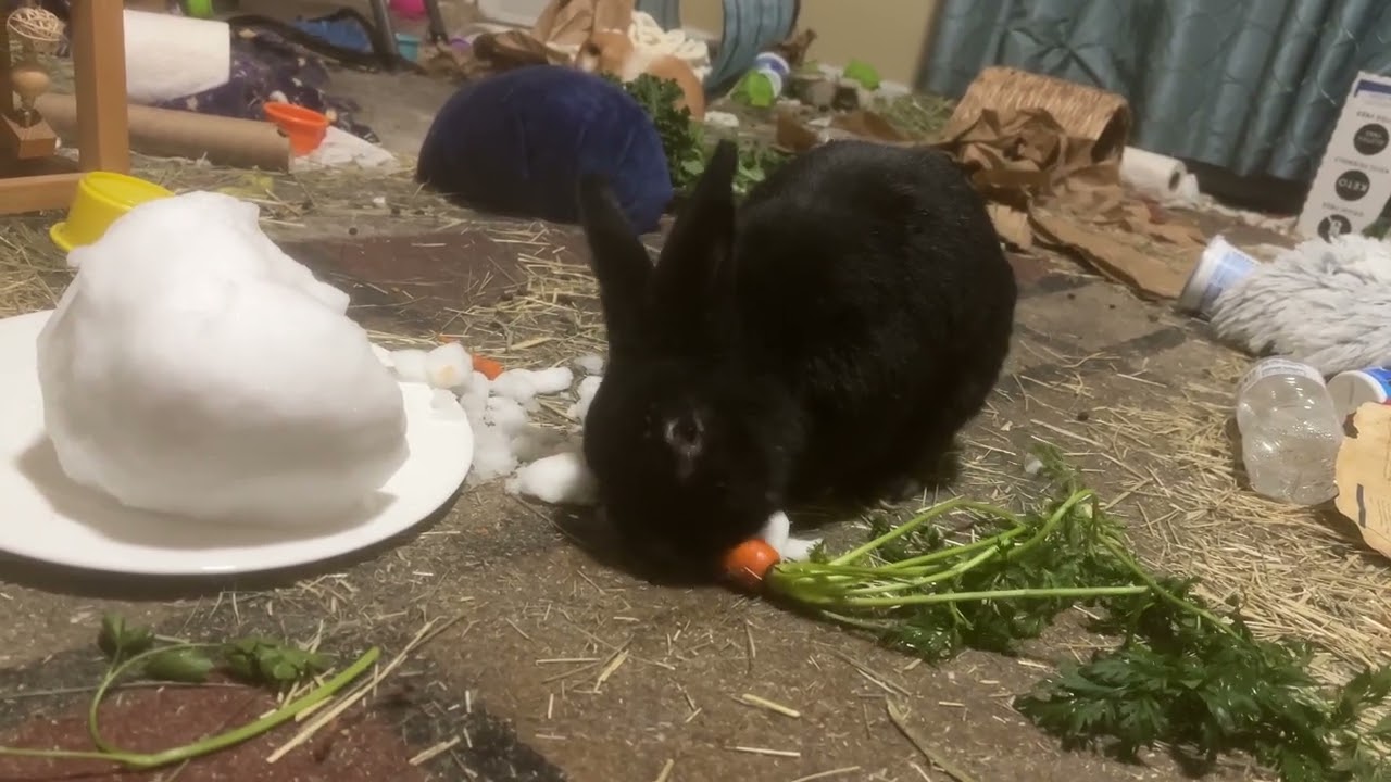 Bunny eats carrot with leaves