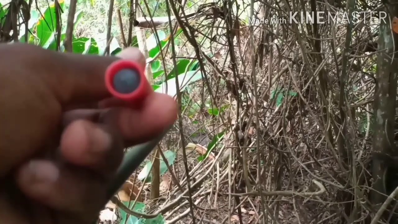 Na espera de porcão no bebedor