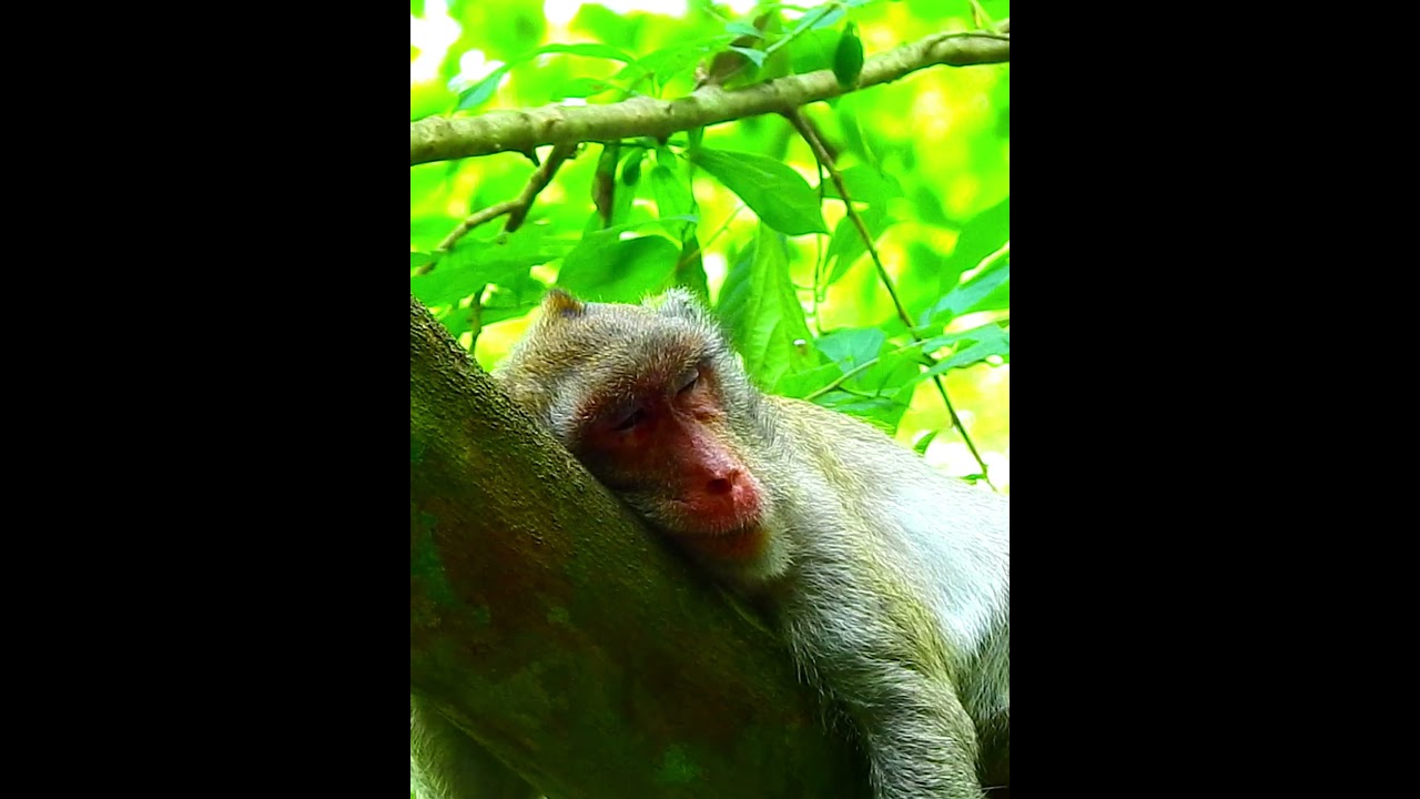 Pity Monkey's Wildlife 394