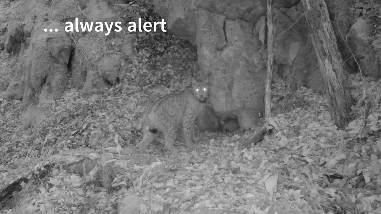 Lynx Sneška, kittens and Catalin