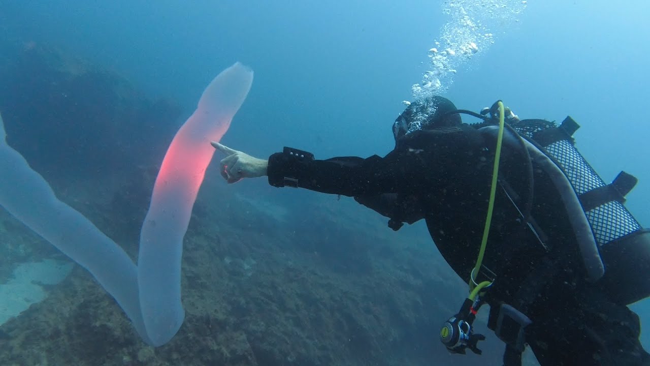 Pyrosome in Tenerife! Rare sighting of 5m Pyrosoma Atlanticum scuba diving in the Canary Islands