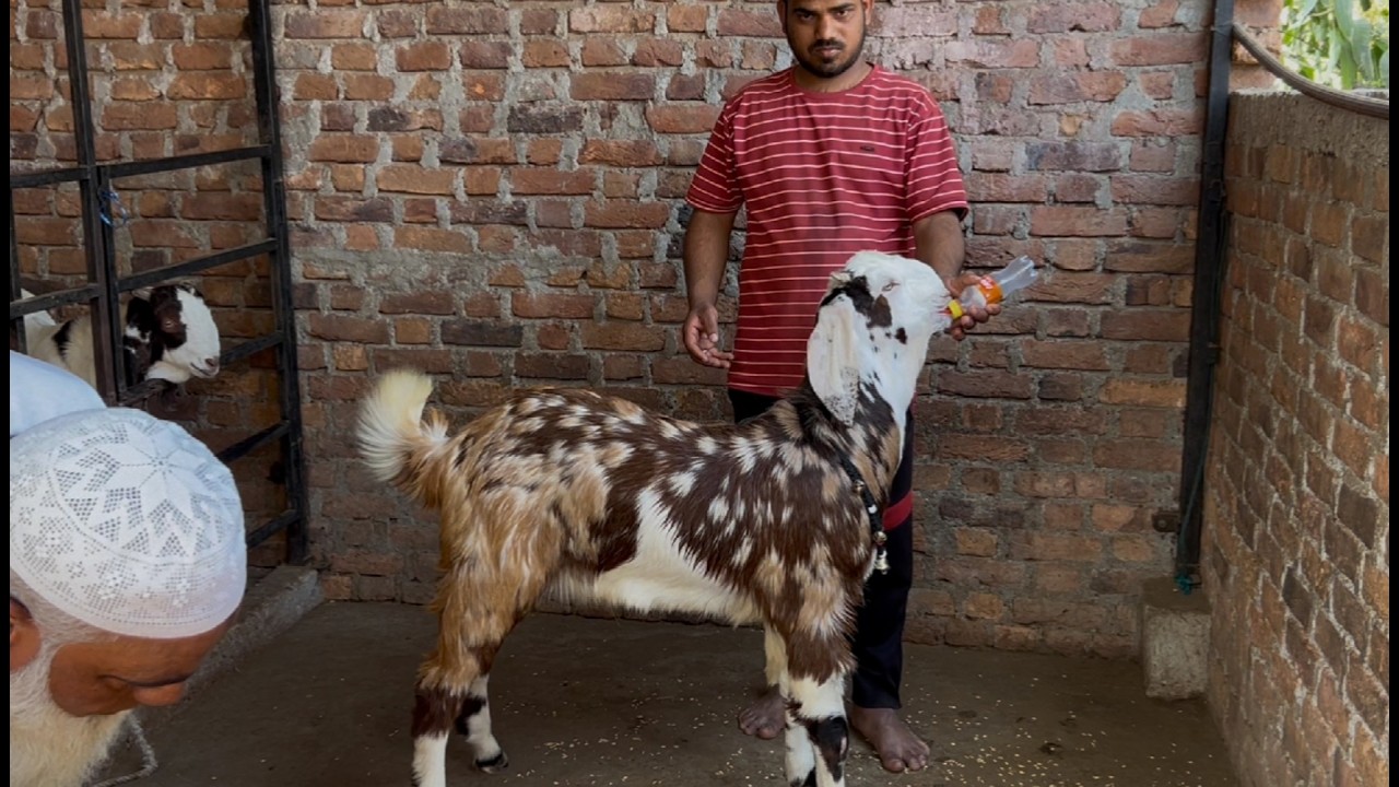 Abbu quality goat dhamaka fulll banne wale bakre start 12500