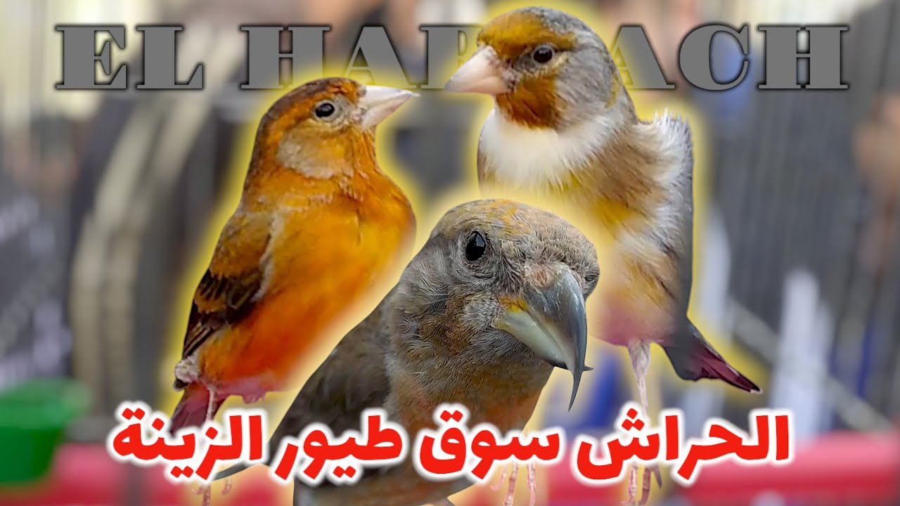 سوق النادر الهجين و المستورد موزمبيقي افريقي و سيسكن امريكي الحراش طيور الزينة