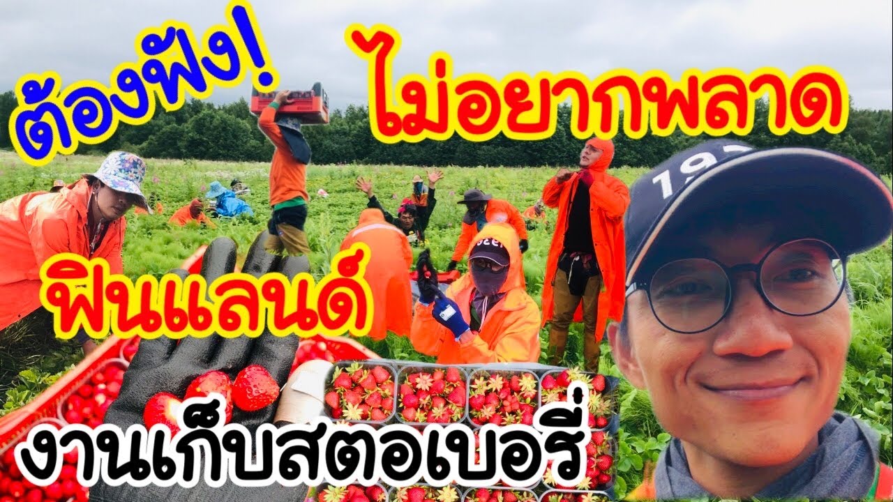 มาฟังทางนี้! แชร์ประสบการณ์ ทำงานเก็บสตอเบอรี่ ที่ฟินแลนด์ ไม่อยากพลาดต้องฟัง