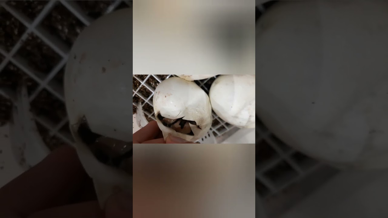 10th Clutch Egg Cutting - Sept'24