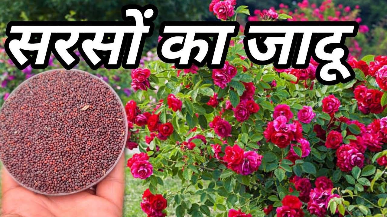सरसों से बना यह खाद आपके पौधे को फूलों एवं कलियों से भर देगा | Rose Care Tips and fertilizer