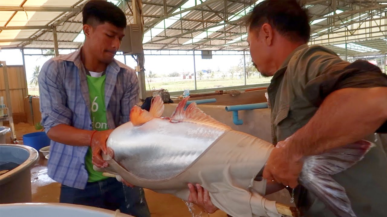 How to Breeding Pangasius Fish || Fish Breeding Full Process of Pangasius