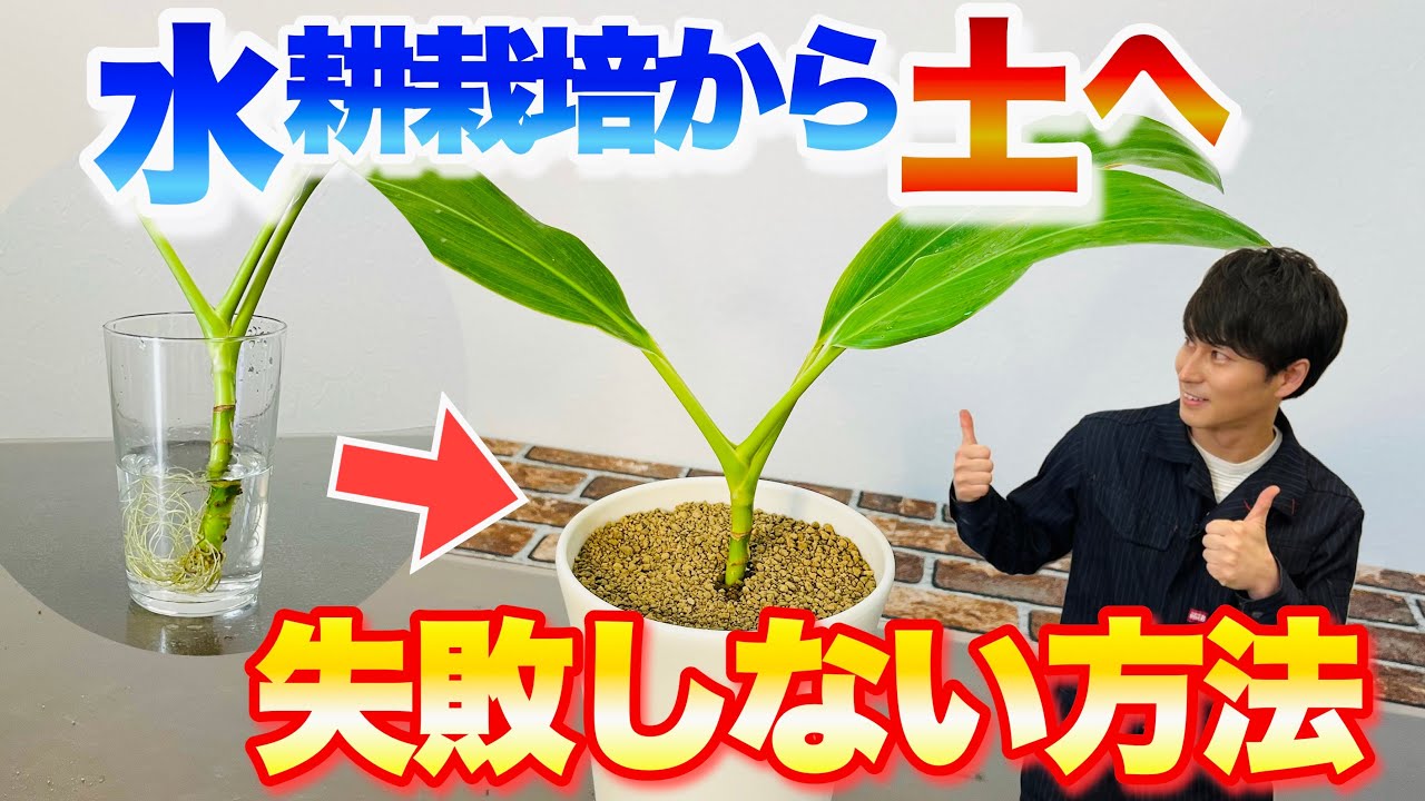 【これで大丈夫！】観葉植物を水耕栽培から土へ植え替える失敗しないコツ【園芸】【観葉植物】【ガーデニング】