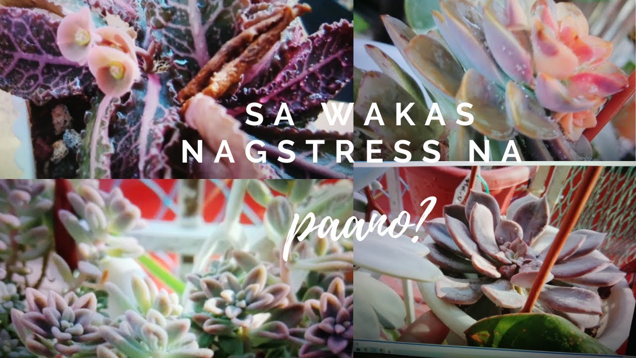 Basic method to stress succulent @passionat60