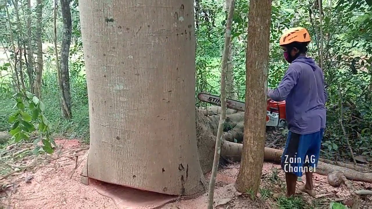 Крупная опасная распиловка Альбасии - бензопила STIHL MS 651
