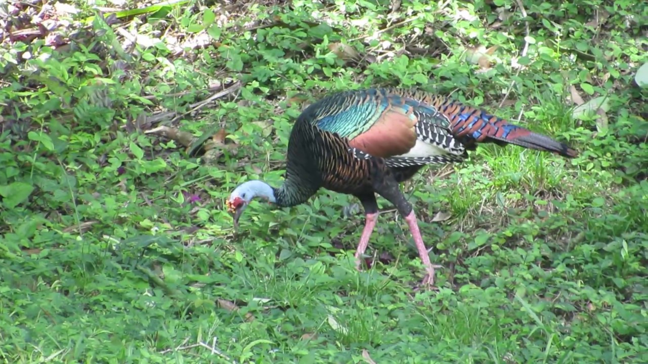 Ocellated Turkey (Meleagris ocellata) in Tikal National Park