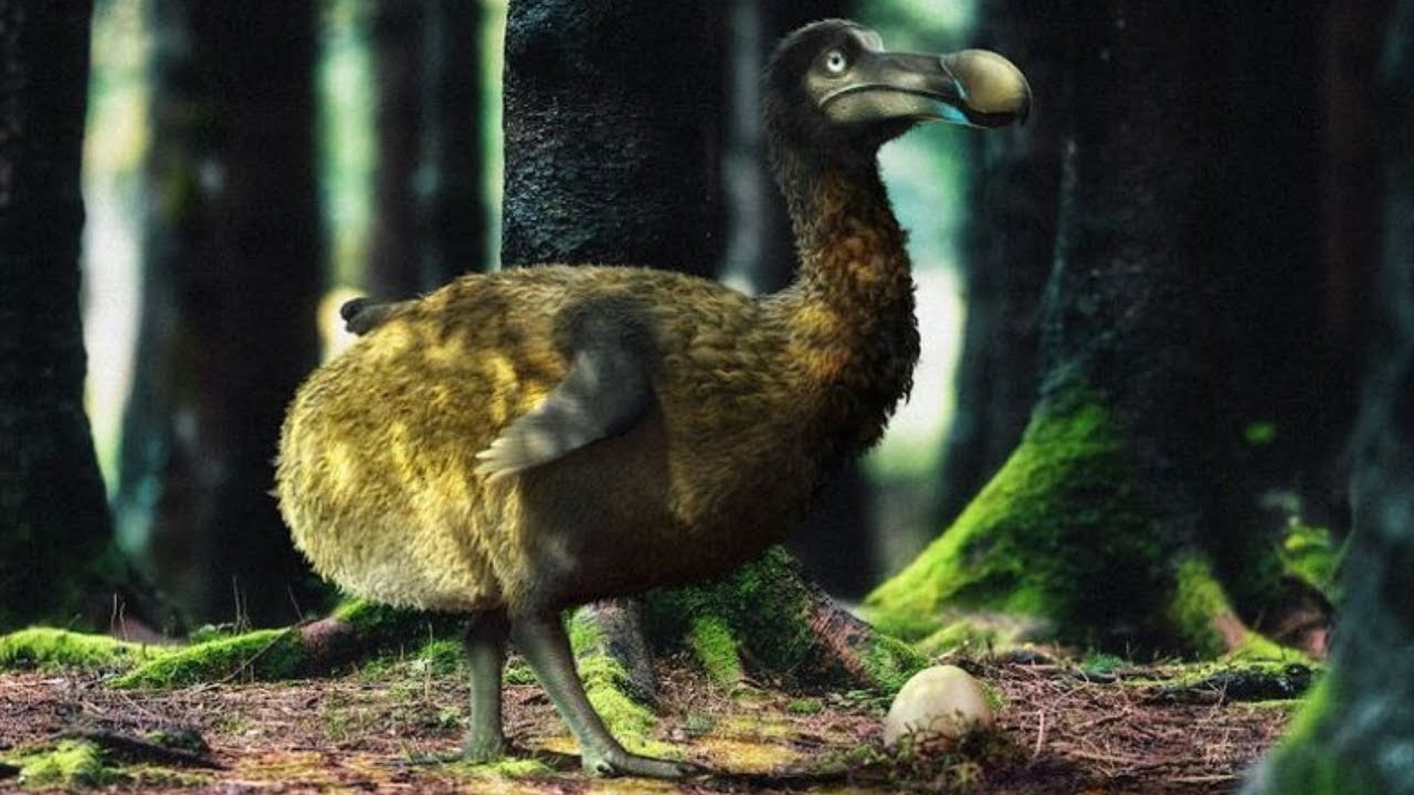 9 interesting facts about the dodo