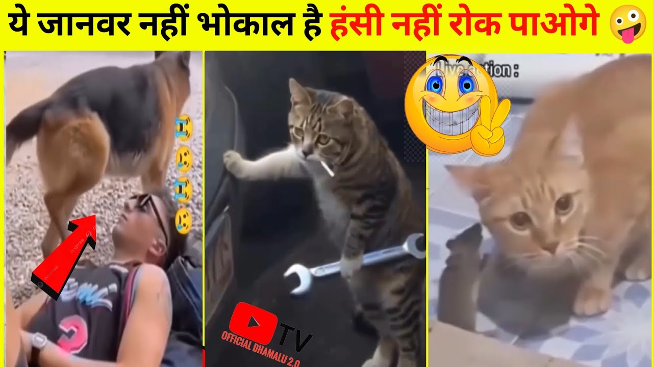 इन जानवरों से पंगा ना बाबा ना 😂🤪...funny animals video देखकर हंसी नहीं रुकेगी 🤪 #funny #animals