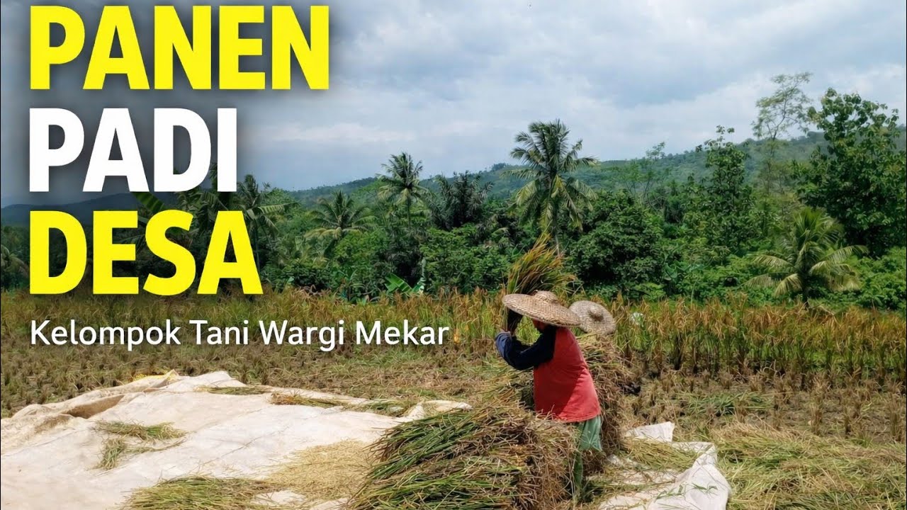 Perjuangan Petani Saat Panen Padi di Desa Sindangresmi 🌾