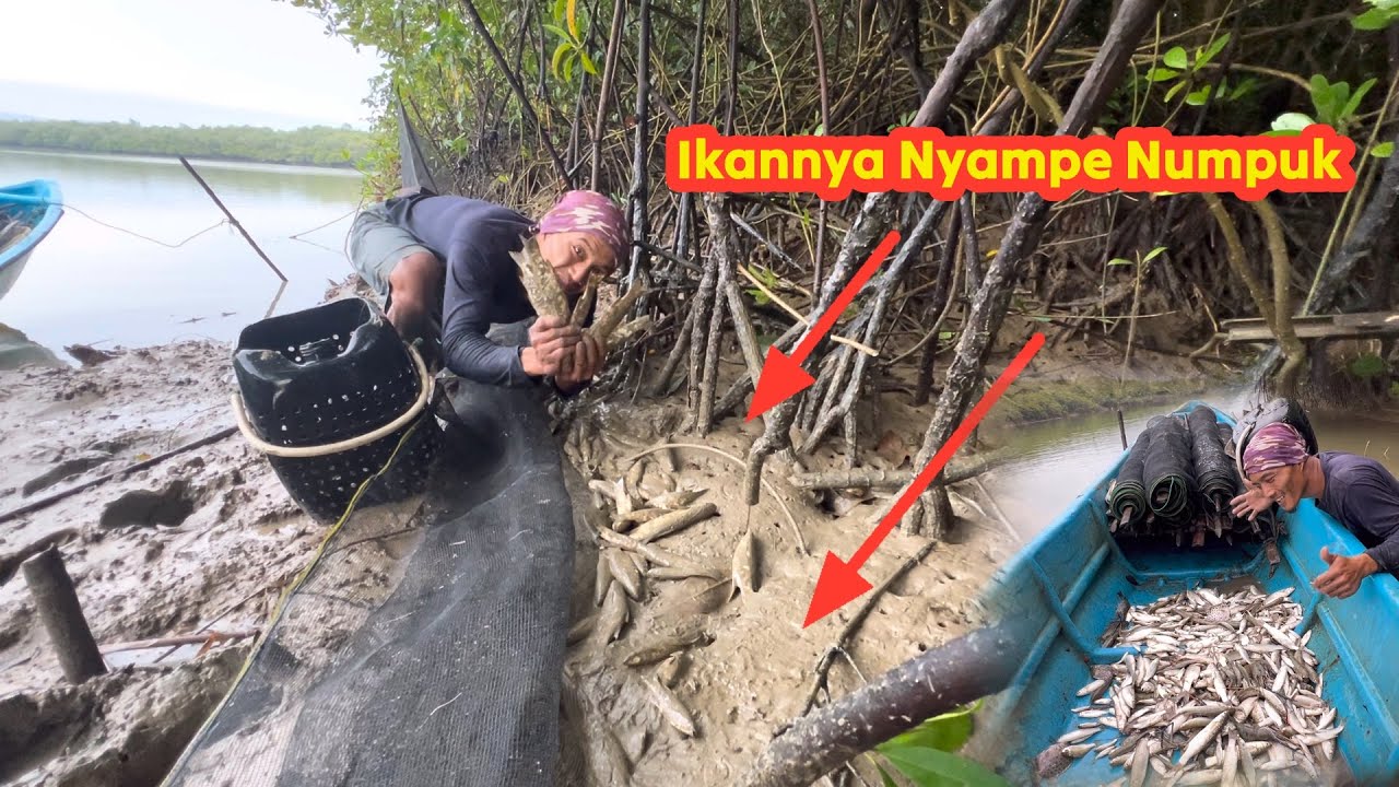 Rejeki Nomplok Panen Banyak Ikan Dengan Perangkap Tradisional