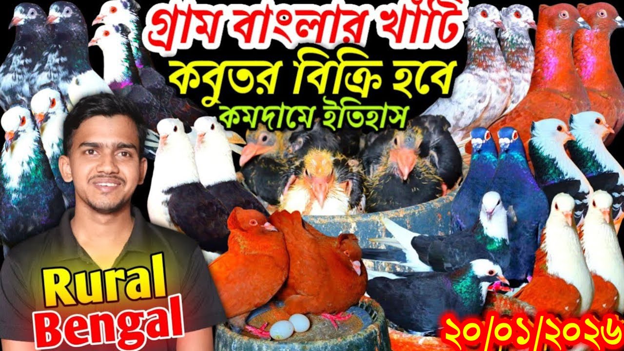গ্রাম বাংলার খাঁটি কবুতর বিক্রি হবে কমদামে ইতিহাস খামার থেকে দেশি গোল্লা কবুতর বিক্রি হবে কবুতর