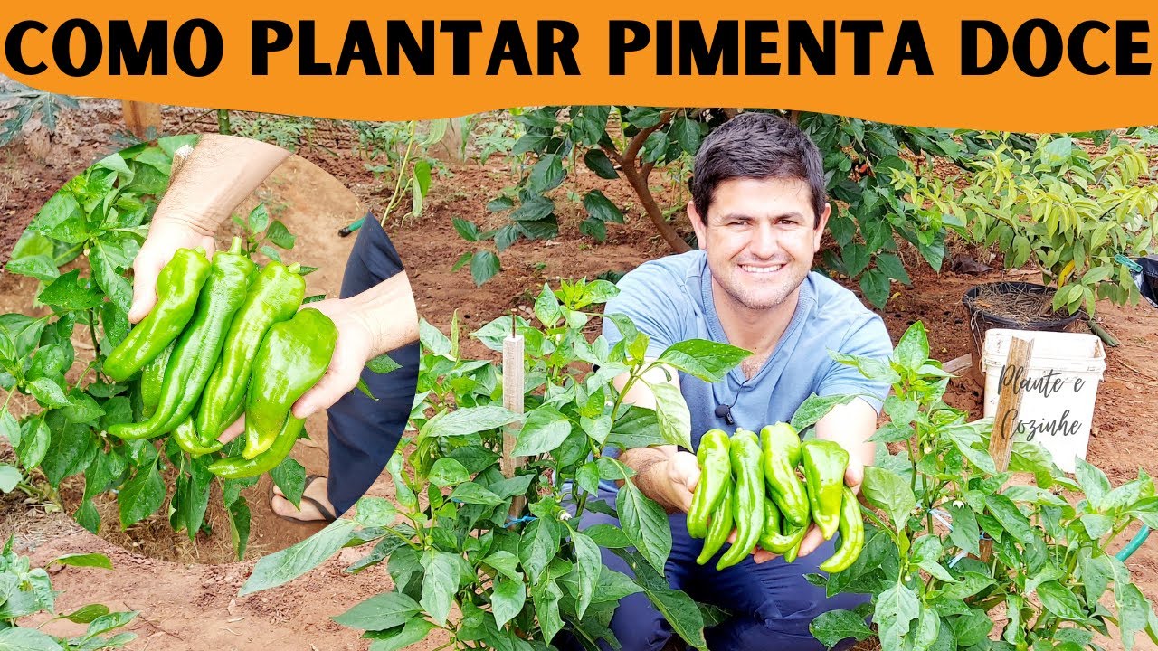 Como plantar PIMENTA DOCE COMPRIDA e colher muitos FRUTOS. Completo do plantio à colheita do fruto!