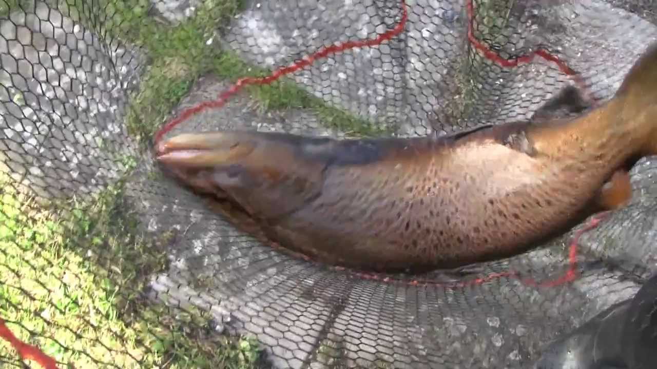 El-fiskeri efter havørred i Tude Å
