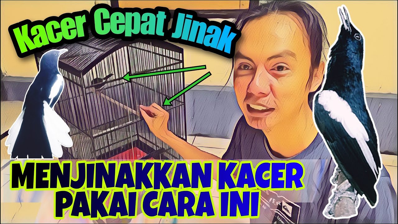 CUMA DENGAN CARA INI KACER JADI CEPAT JINAK || CARA MENJINAKKAN KACER