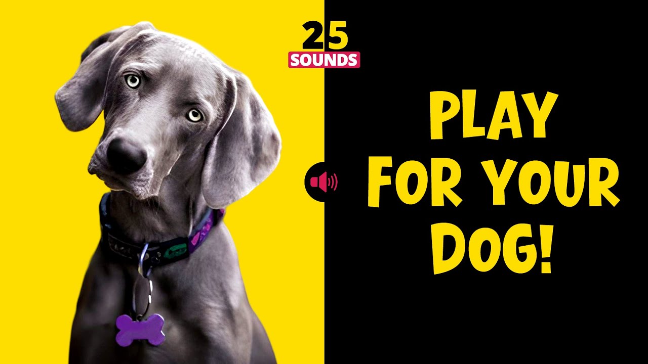 25 Sounds That Make Dogs Bark, Tilt Their Head, and Wag Their Tail 🐶