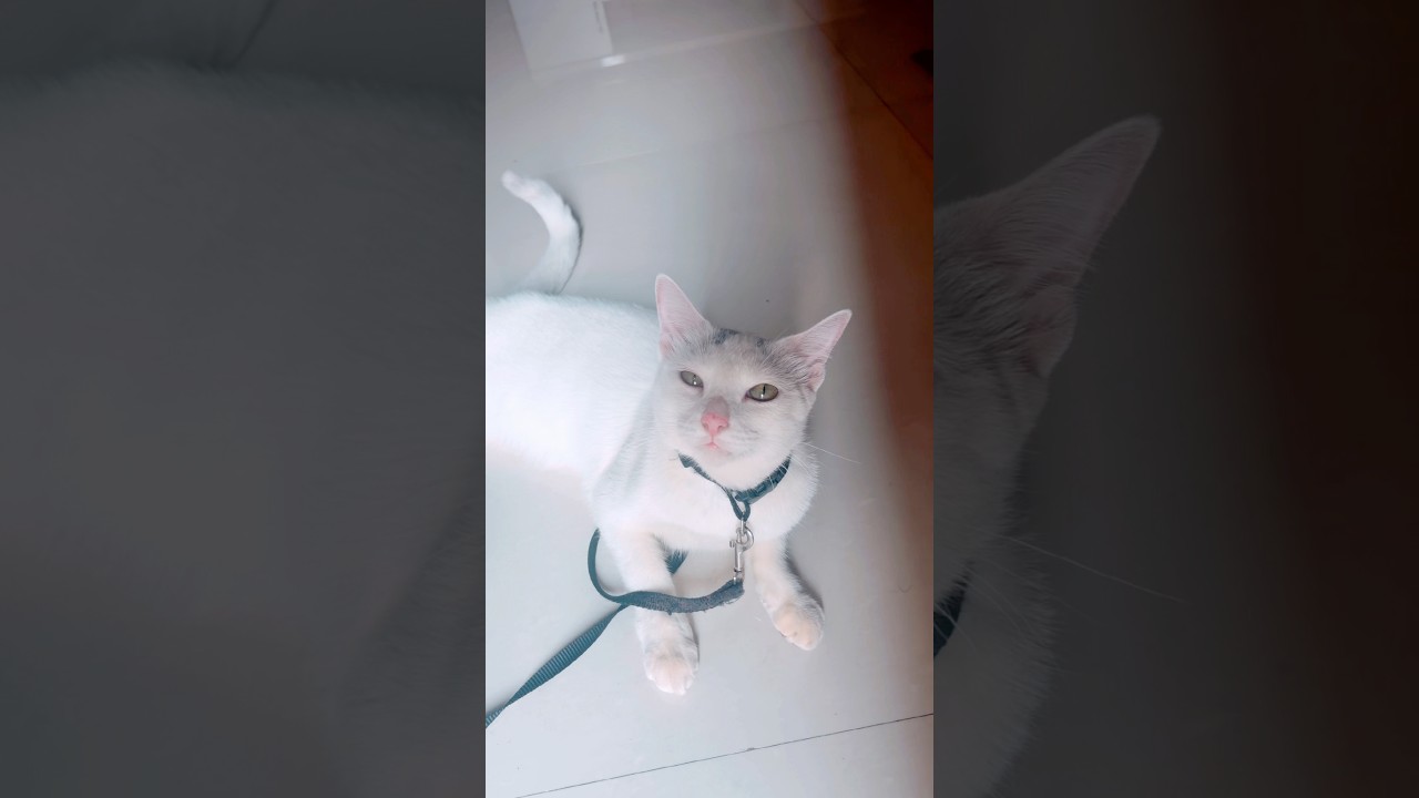 Yevlo Attaghasam parunga#trendingshorts#trending #food#catshorts#petlovers #lifeisbutadream#cat#love