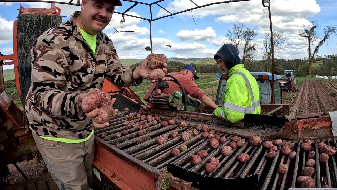OUR FIRST MAJOR POTATO HARVEST