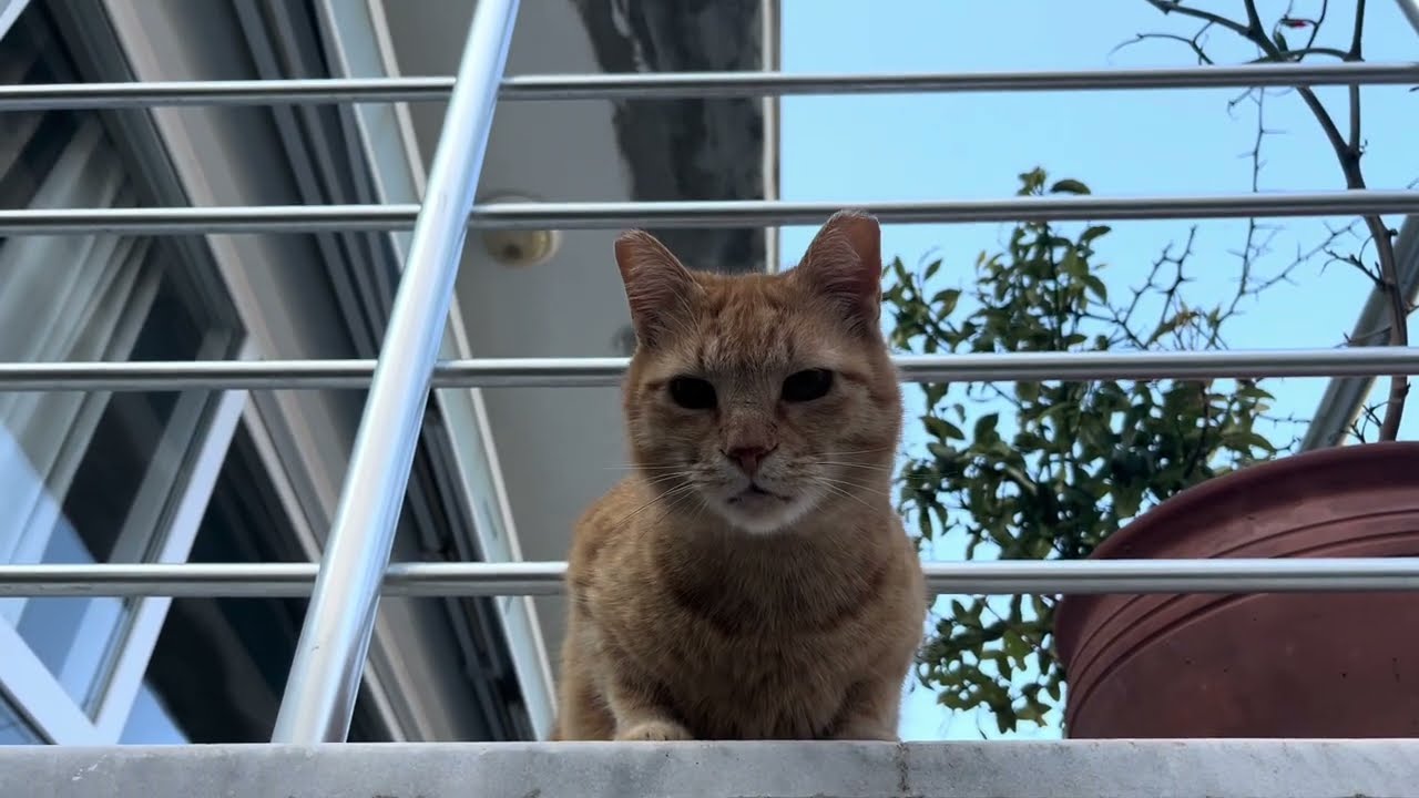 Doğanın uyanışı ve bizim kediler🐾🌸