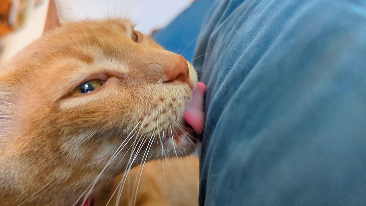 Cat licking pillow loudly