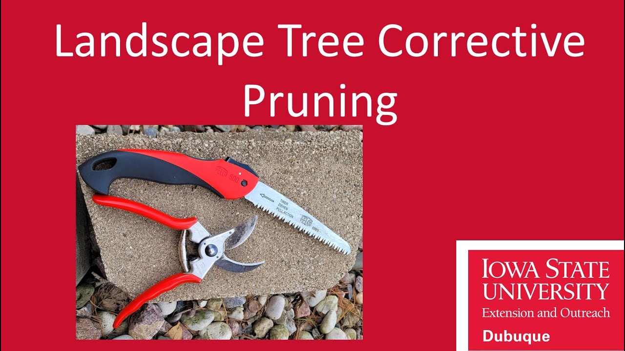 Landscape Tree Corrective Pruning