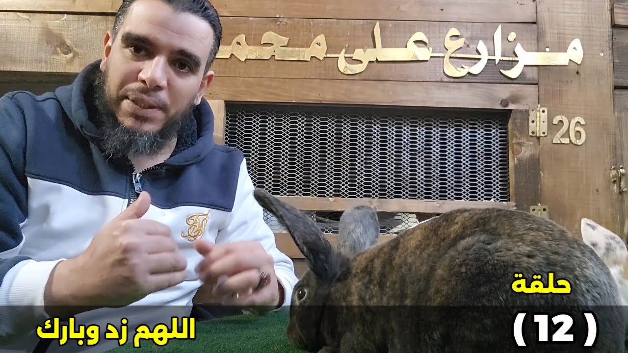 سلسلة ارانب علي محمدين ما يتم اول عشر ايام بعد ولادة الارانب حلقة (12)
