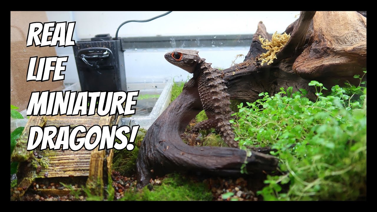 Red Eyed Crocodile Skink Update | PET DRAGONS!