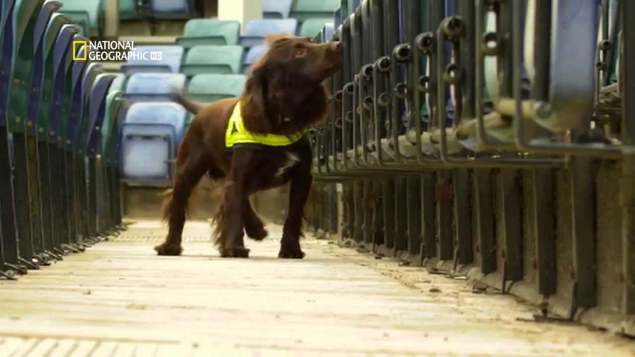 Perros Extraordinarios HD Serie Documental
