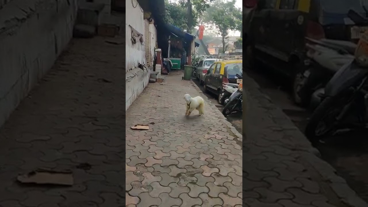 bannur bandur playing