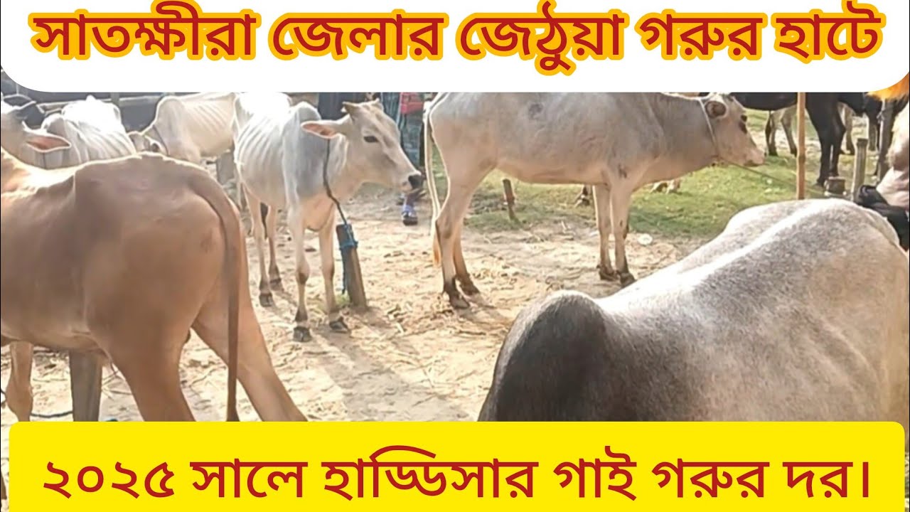 সাতক্ষীরা জেলার জেঠুয়া গরুর হাটে বর্তমানে হাড্ডিসার গাই গরুর দর। ২০২৫ সাল।