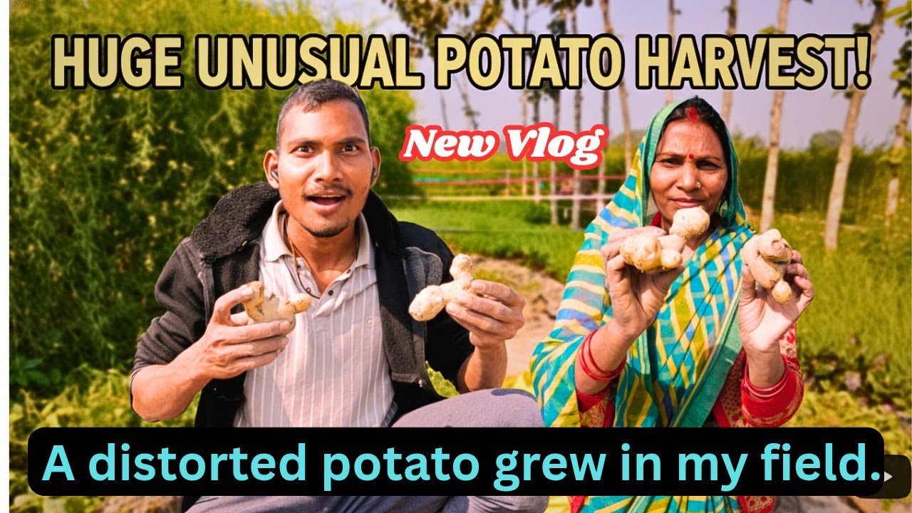 मेरे खेत में टेढ़ा मेड़ा आलू उग गया  😂😂😅🥔🥔⚡| A distorted potato grew in My field 