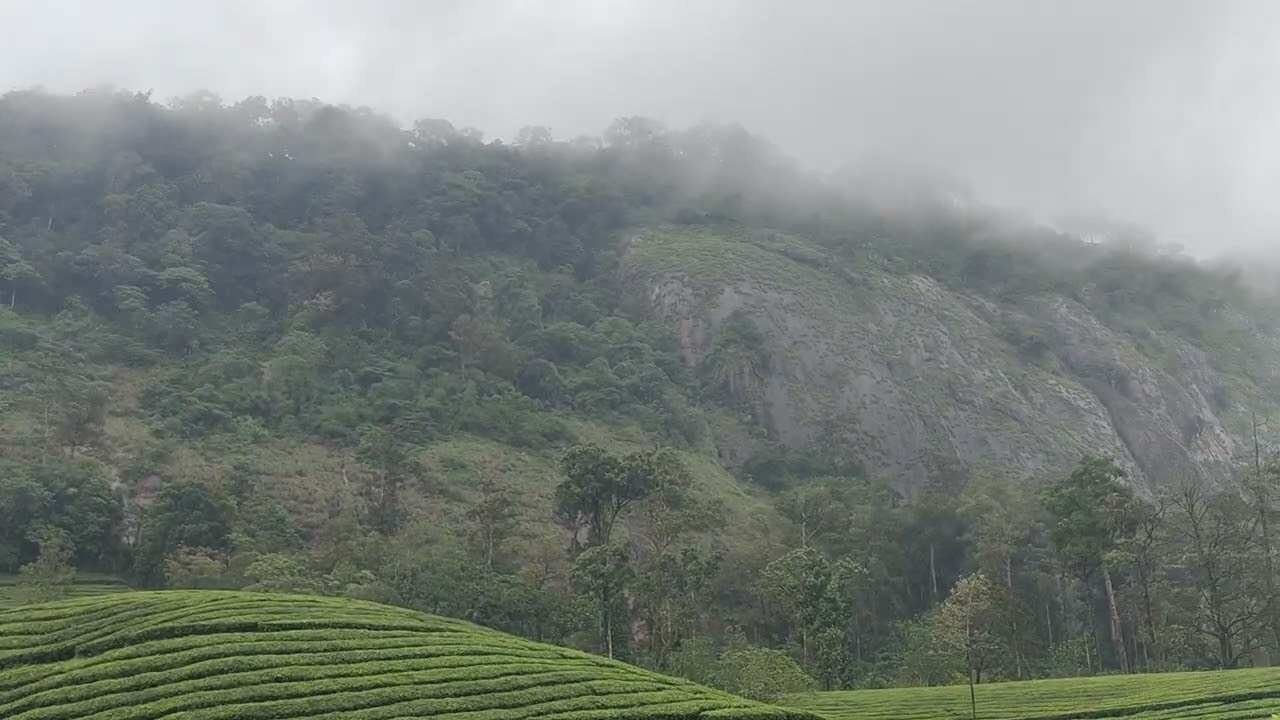 munnar tea estates #munnar