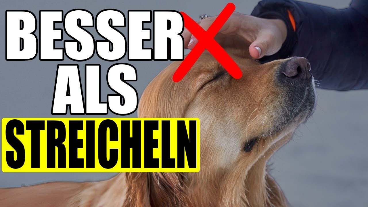 15 Dinge, die dein HUND mehr liebt als gestreichelt zu werden!