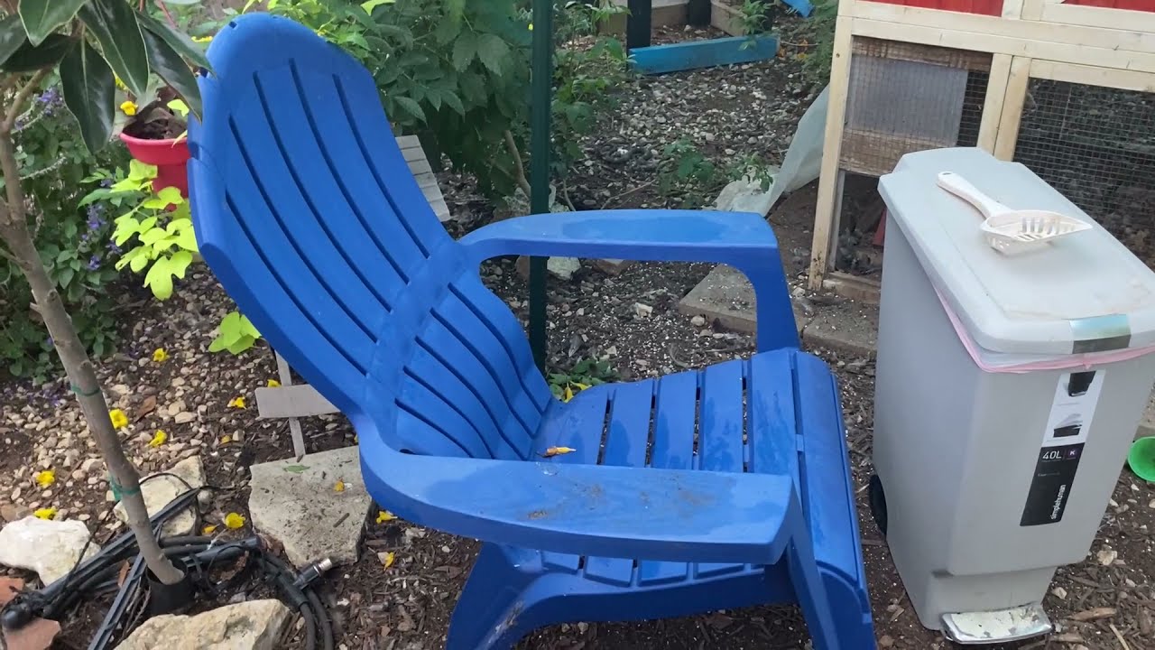 Diversions for Your Backyard Chickens - 2021 Edition!