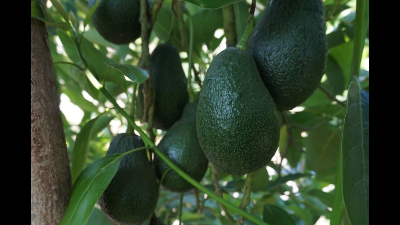 Girdling Lamb avocado trees to get fruit every year