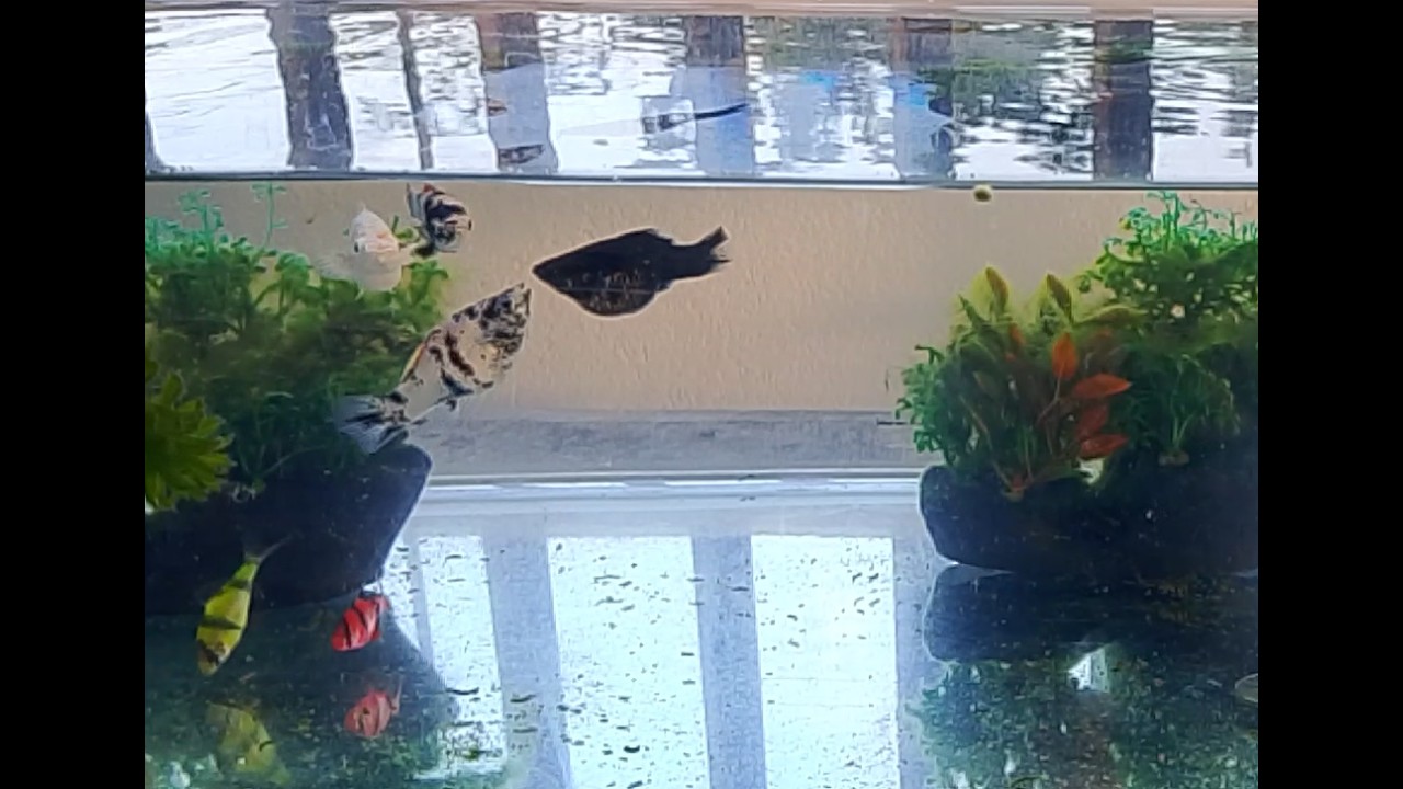 5 minutes Aquarium Videos
