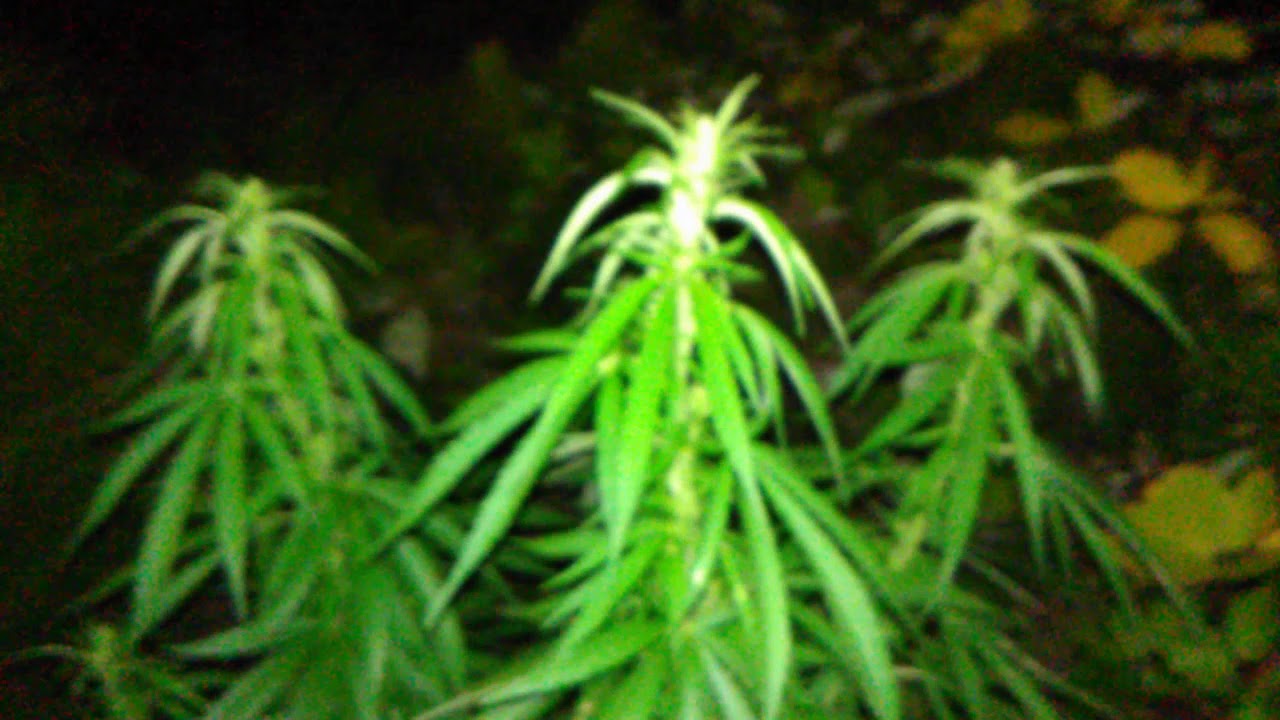 Lava Cake UpDank! 8-27-19