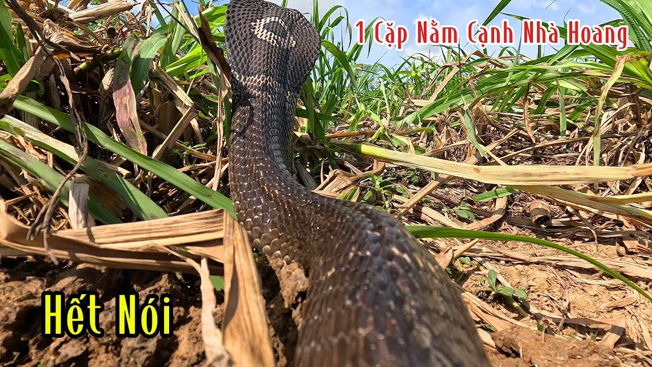 Cặp Hổ Mang 2,3kg Nằm Ngay Cạnh Nhà Bỏ Hoang | Mười Thương SB