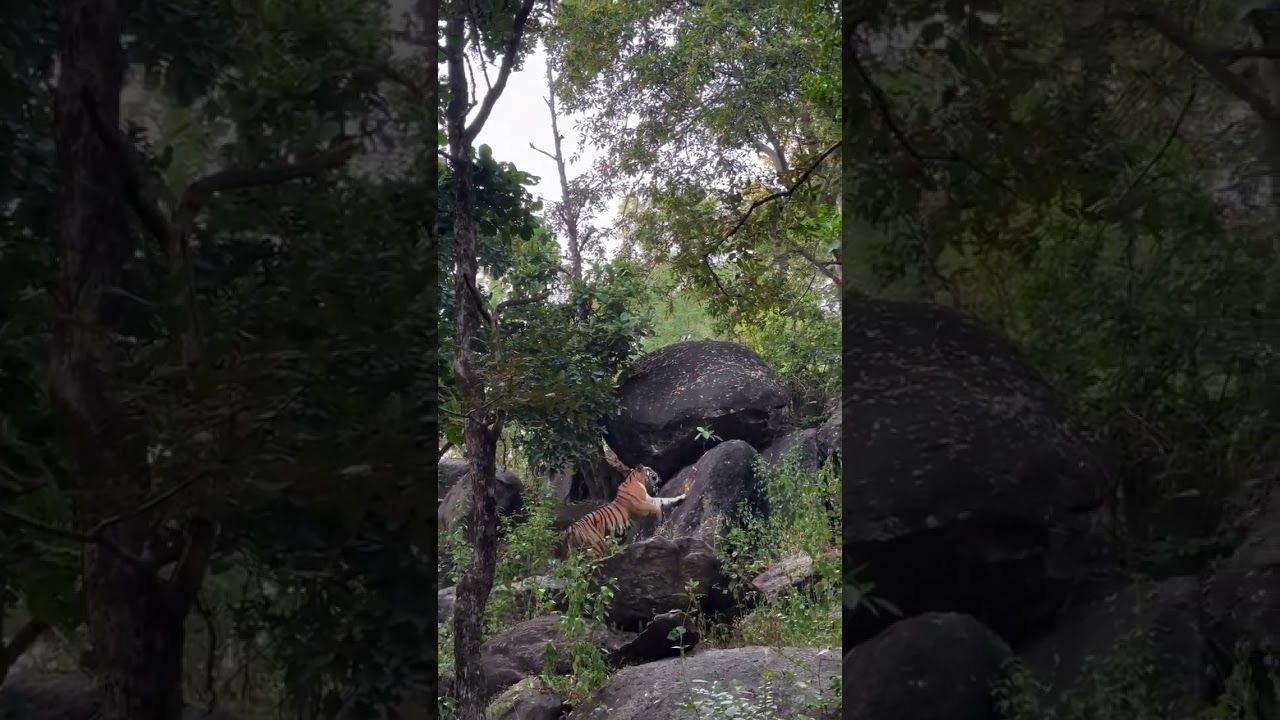 Natural Tiger muthatti forest