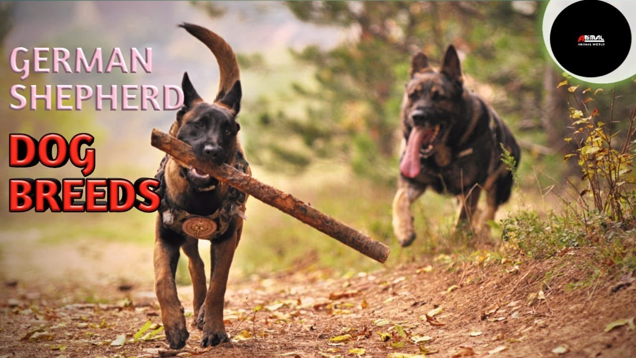 german shepherd dog breeds/german shepherd dog-animal world
