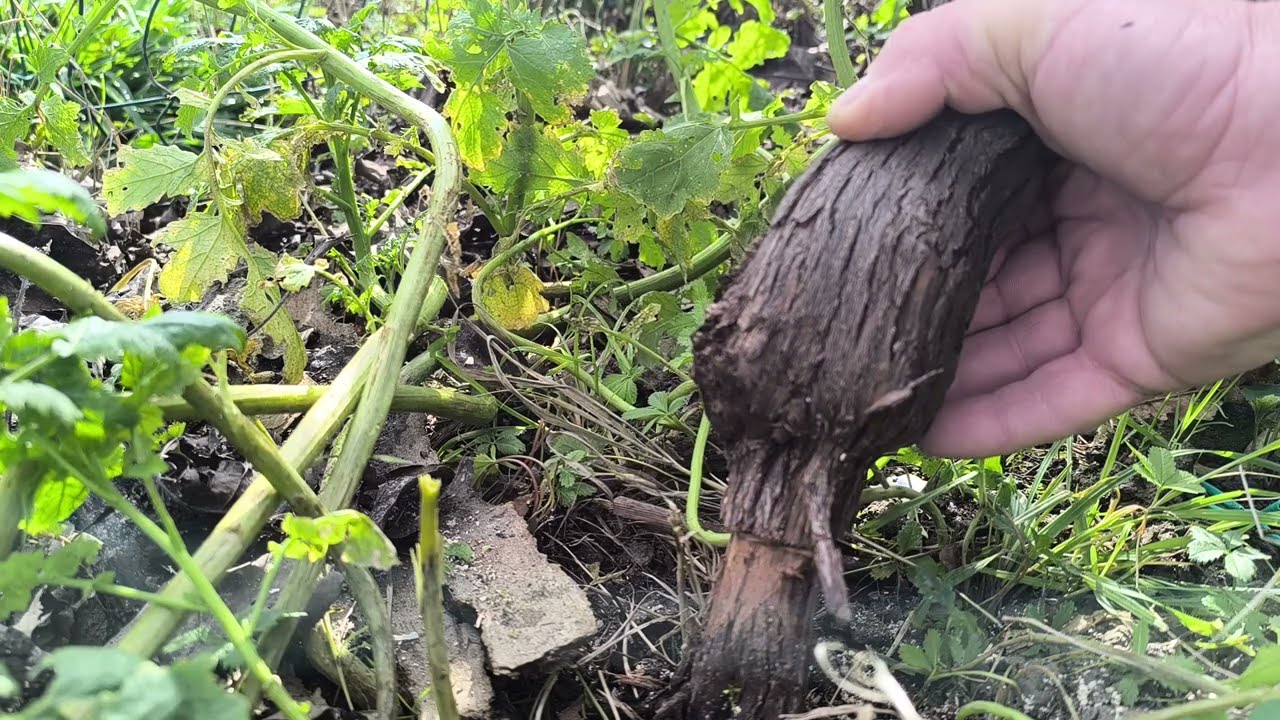 Fajta váltás Olasz módra,Régi tőkék át oltása mire figyeljünk oda 