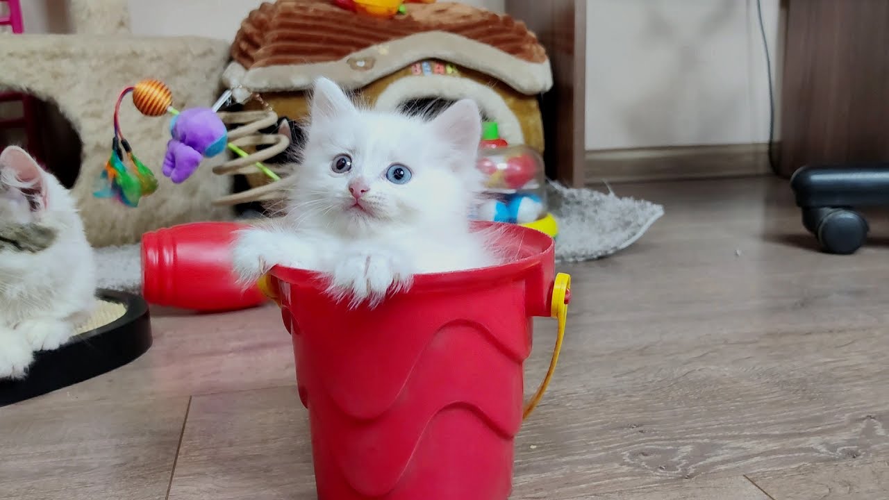 КОТЯТА. 30 минут с котятами. Подборка смешных и интересных моментов. Мини-котята 2025