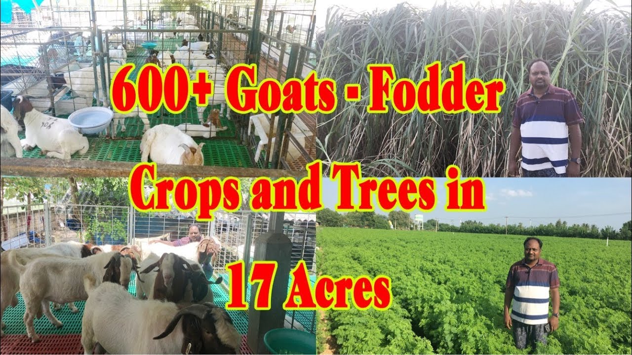 600+ Goats in 17 acres for Fodder Crops and Trees